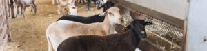 Servicio Científico de Animalario Experimental de Veterinaria